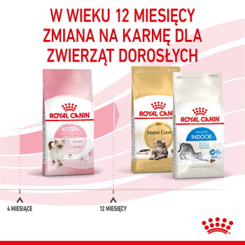 Trzy torby karmy Royal Canin dla kotów (Kitten, Maine Coon, Indoor) z polskim nagłówkiem 'W WIEKU 12 MIESIĘCY ZMIANA NA KARMĘ DLA ZWIERZĄT DOROSŁYCH.'