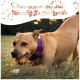 Ein Dackelwelpe, der an einem Wurzel-Kauspielzeug kaut, mit dem Text "Kauwurzel aus der Baumheide für Hunde" darüber.