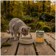Graue Katze schnuppert an einer Schale auf einer Holzterrasse neben einem Futterbeutel mit der Aufschrift WILDERNESS PURE CHICKEN in einer laubigen Waldumgebung.