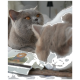 Zwei Katzen, eine graue mit orangefarbenen Augen und eine weiße mit grauen Flecken, sind aus der Nähe zu sehen. Eine Verpackung mit der Aufschrift "Löwenkatz" befindet sich im Vordergrund.