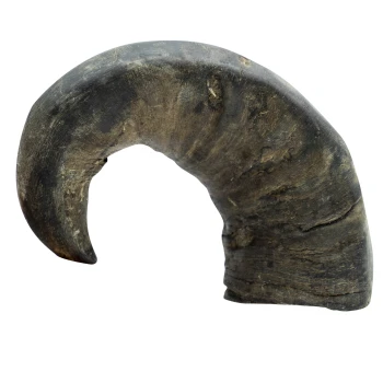 Ein großes, gebogenes, dunkel gefärbtes Haustierkauspielzeug, das einem natürlichen Horn ähnelt, mit einer strukturierten Oberfläche und einer spitzen Enden.