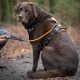 Ein brauner Hund mit einem orange-schwarzen Geschirr sitzt auf einem Waldweg, während eine Person eine an das Geschirr befestigte Leine hält.