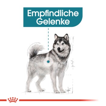 Illustration eines Hundes mit Fokus auf seinen Gelenken, beschriftet mit "Empfindliche Gelenke" in fettem Text.