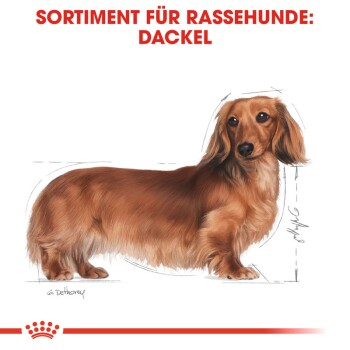 Illustration eines Dackels mit langem Körper und kurzen Beinen, mit der Beschriftung "SORTIMENT FÜR RASSEHUNDE: DACKEL" oben.