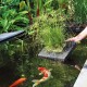 Eine Hand, die einen schwimmenden Pflanzenhalter mit üppigem grünem Gras in einen klaren Teich setzt, mit bunten Koi-Fischen, die darunter schwimmen.