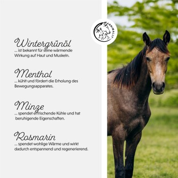 Ein braunes Pferd auf einer grünen Wiese, mit Text über die Vorteile von Wintergrünöl, Menthol, Minze und Rosmarin für Haut- und Muskelpflege.