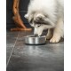 Ein flauschiger, hellfarbener Hund mit blauen Augen beugt sich über eine Futterschüssel aus Edelstahl auf einem dunklen Fliesenboden und konzentriert sich auf seine Mahlzeit.