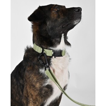 Eine Nahaufnahme eines Hundes mit grünem Halsband und Leine, die sein Fellmuster und Profil vor einem weißen Hintergrund zeigt.