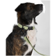 Eine Nahaufnahme eines Hundes mit grünem Halsband und Leine, die sein Fellmuster und Profil vor einem weißen Hintergrund zeigt.