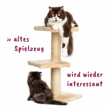 Eine flauschige braun-weiße Katze liegt auf einem Kratzbaum, während eine kleinere dunkle Katze darunter sitzt, beide wirken verspielt.