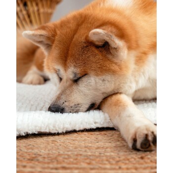 Ein schlafender Akita-Hund mit einem rötlich-braunen Fell, der seinen Kopf auf einer weichen weißen Decke ruht, umgeben von einer gemütlichen Innenumgebung.