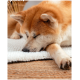 Ein schlafender Akita-Hund mit einem rötlich-braunen Fell, der seinen Kopf auf einer weichen weißen Decke ruht, umgeben von einer gemütlichen Innenumgebung.