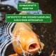 Nahaufnahme eines Koi-Fisches im Wasser, mit Text darüber: "Schmackhafte Rezeptur" und darunter: "Unterstützt eine gesunde Darmflora."