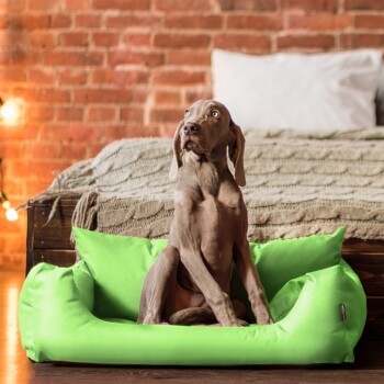 Ein grauer Weimaraner-Hund, der aufrecht in einem leuchtend grünen Haustierbett sitzt, mit einer gemütlichen gestrickten Decke und einem Bett im Hintergrund.