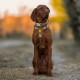 Brauner Vizsla sitzt draußen, trägt ein sandfarbenes und tarnfarbenes Geschirr sowie ein passendes Halsband, weicher Herbsthintergrund.