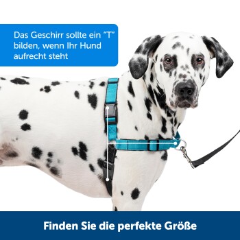Ein Dalmatiner in einem blauen Geschirr zeigt die richtige Passform. Text oben sagt: "Das Geschirr sollte ein 'T' bilden," und unten, "Finden Sie die perfekte Größe."
