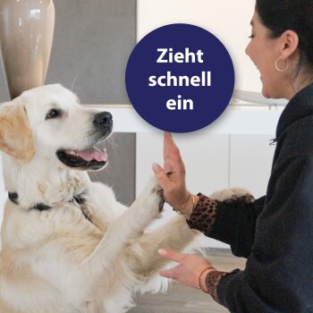 Ein Golden Retriever hebt spielerisch seine Pfote in Richtung einer Person, mit einem kreisförmigen Textüberlagerung, der "Zieht schnell ein." liest.