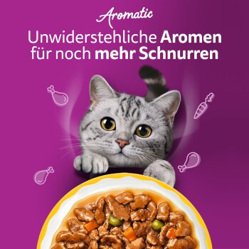 Grau-getigerte Katze lugt über eine Futterschale auf violettem Hintergrund; Text: ‚Unwiderstehliche Aromen für noch mehr Schnurren‘