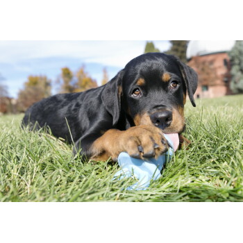 Czarno-podpalany szczeniak rottweilera leżący na trawie, trzymający i liżący niebieską zabawkę do żucia, w tle park.