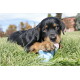 Czarno-podpalany szczeniak rottweilera leżący na trawie, trzymający i liżący niebieską zabawkę do żucia, w tle park.