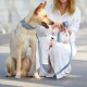 Eine Frau in einem weißen Kleid sitzt auf dem Boden neben einem hellbraunen Hund mit einem blauen Halsband und hält eine passende blaue Leine.