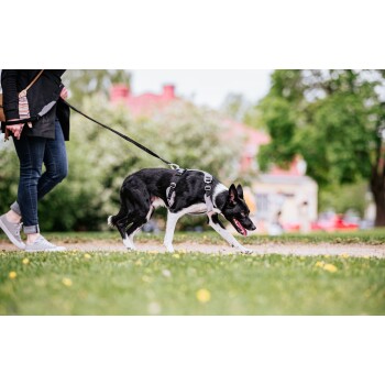 Eine Person führt einen schwarz-weißen Hund an der Leine in einem grasbewachsenen Park, umgeben von Bäumen und einem verschwommenen Hintergrund von Gebäuden.