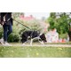 Eine Person führt einen schwarz-weißen Hund an der Leine in einem grasbewachsenen Park, umgeben von Bäumen und einem verschwommenen Hintergrund von Gebäuden.