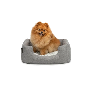 Ein flauschiger orangefarbener Pomeranian-Hund sitzt bequem in einem grauen Haustierbett mit einem weichen weißen Innenraum und lächelt in die Kamera.