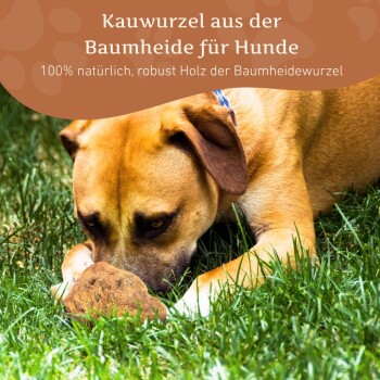 Kauwurzel aus der Baumheide für Hunde, 100% natürlich, robustes Holz der Baumheidewurzel, mit einem Hund, der darauf im Gras kaut.