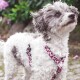 Kleiner, flauschiger weiß-grauer Hund trägt ein rosa Leopardenmuster-Geschirr und steht draußen mit Grün im Hintergrund.