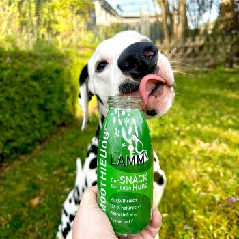 Dalmatiner leckt draußen an einer grünen SMOOTHIEDOG-Flasche mit der Beschriftung 'LAMM' und 'Der SNACK für jeden Hund'.