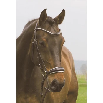 Eine Nahaufnahme eines braunen Pferdes, das ein schwarzes Zaumzeug mit einem dekorativen Perlenkopfschmuck trägt, vor einer verschwommenen grünen Landschaft.