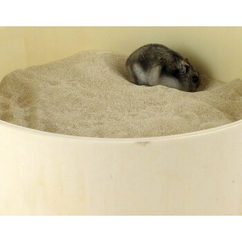 Ein kleiner grauer Hamster gräbt in einem sandigen Substrat in einem runden, beigen Gehege.