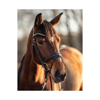 Eine Nahaufnahme eines braunen Pferdes, das ein schwarzes Zaumzeug mit einem dekorativen Stirnriemen trägt, vor einem verschwommenen Hintergrund eines anderen Pferdes.