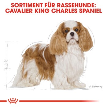 Illustration eines Cavalier King Charles Spaniels mit dem Text "SORTIMENT FÜR RASSEHUNDE: CAVALIER KING CHARLES SPANIEL" darüber.