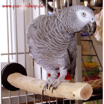 Ein grauer Afrikanischer Graupapagei sitzt auf einem Holzast in einem Käfig, mit einem verschwommenen Hintergrund aus buntem Vogelfutter und Zubehör.