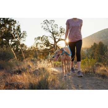 Eine Person in einem grauen T-Shirt und schwarzen Leggings führt einen tanfarbenen Hund auf einem Schotterweg, umgeben von hohem Gras und Bäumen bei Sonnenuntergang.