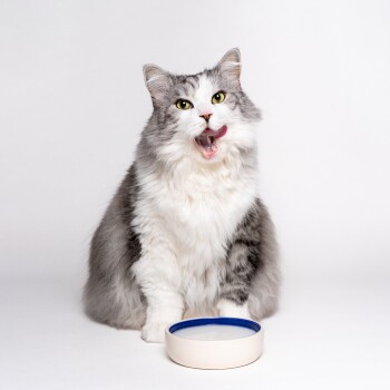 Eine flauschige grau-weiße Katze sitzt vor einer einfachen beige Schüssel mit blauem Rand, vor einem schlichten weißen Hintergrund.