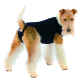 Ein flauschiger, tanfarbener und weißer Hund trägt ein enges schwarzes Shirt und steht mit dem Rücken zugewandt, was seine verspielte Haltung zeigt.