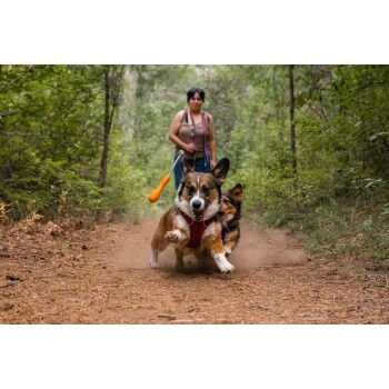 Ein verspielter Corgi und ein kleinerer Hund laufen einen Schotterweg in einem üppigen grünen Wald entlang, während eine Person hinter ihnen mit einer Leine geht.