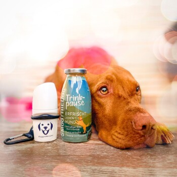 Ein brauner Hund legt seinen Kopf auf eine Holzoberfläche neben einer Flasche mit der Aufschrift "Smoothie Dog Trinkpause" und einer tragbaren Wasserschüssel mit einem Hundelogo.