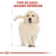 Illustration d'un chiot golden retriever avec une expression joueuse, étiquetée "TYPE DE RACE : GOLDEN RETRIEVER" en texte rouge en gras.