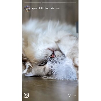 Eine flauschige Katze rollt verspielt auf dem Boden mit einem weißen, flauschigen Spielzeug und zeigt ihr verspieltes Wesen und ihre auffälligen blauen Augen.