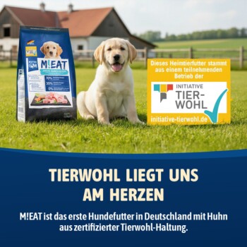 Labrador-Welpe sitzt auf Gras neben einem M!EAT Hundefutterbeutel und einem Tierwohl-Zertifikatsschild auf Deutsch.
