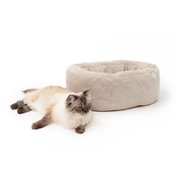 Langhaarige creme-graue Katze mit blauen Augen liegt neben einem runden, beigen Cord-Katzenbett vor weißem Hintergrund.