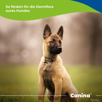 Welpe sitzt im Gras, deutscher Text „So fördert ihr die Darmflora eures Hundes“ und ‚Canina‘-Logo sichtbar.