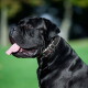 Zwarte mastiff-achtige hond in profiel, tong uit, draagt een gestikte leren halsband met metalen gesp, onscherpe groene achtergrond