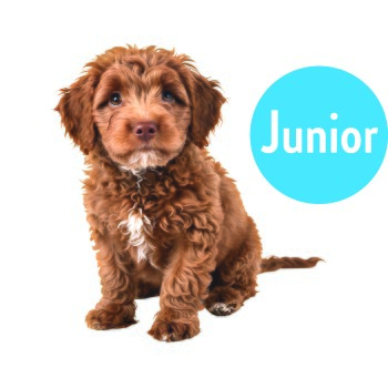 Lockiger brauner Welpe mit weißer Brustzeichnung sitzt, rechts ein blauer Kreis mit der Aufschrift „Junior“