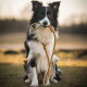 Schwarz-weißer Border Collie sitzt draußen und hält eine gelbe Seilleine im Maul.
