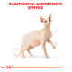 Illustratie van een Sphynx kat met een licht perzikkleurig lichaam, rechtopstaand met een meetgids, getiteld 'Rasspecifiek Assortiment: Sphynx.'